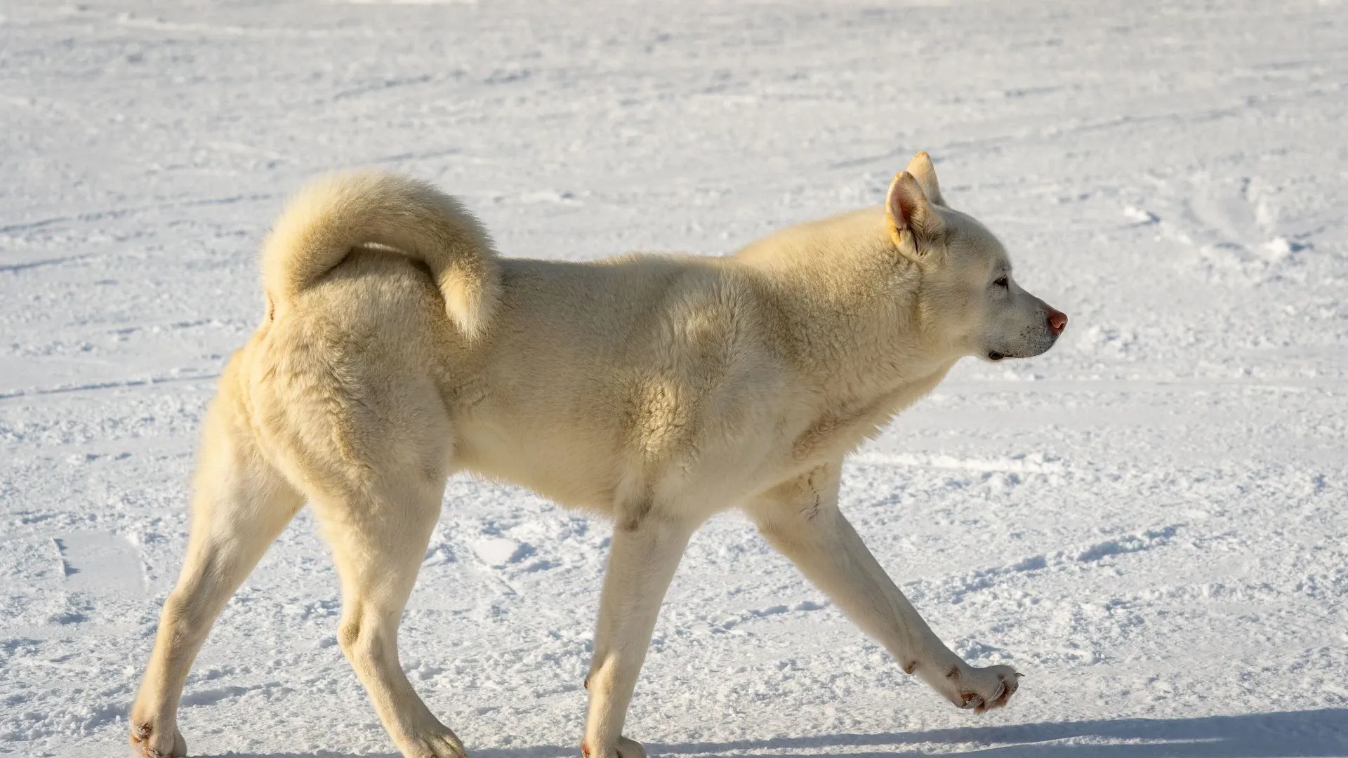 Korean Jindo